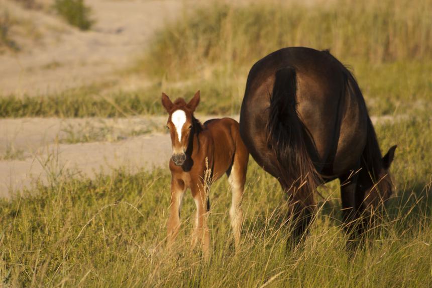   baby and mother horse 