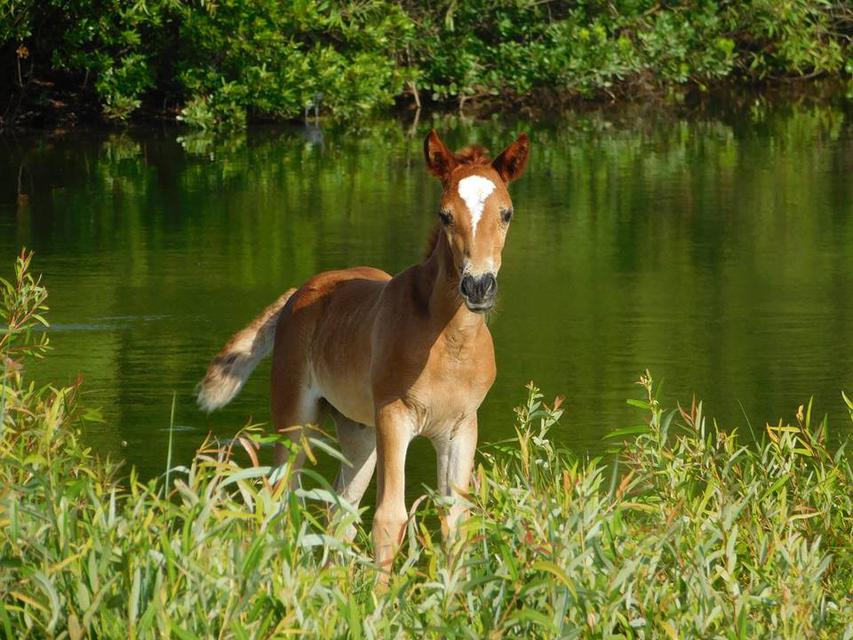   baby horse 