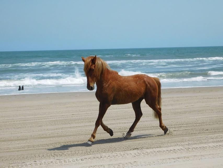   beach trot 