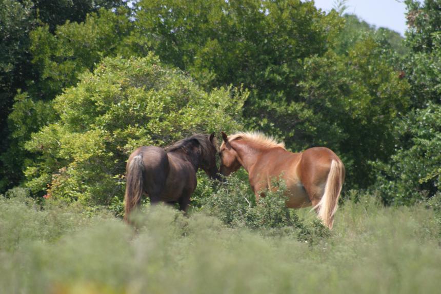   beautiful black and brown mustangs 