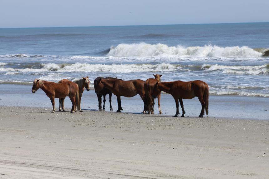   calm wild horses 