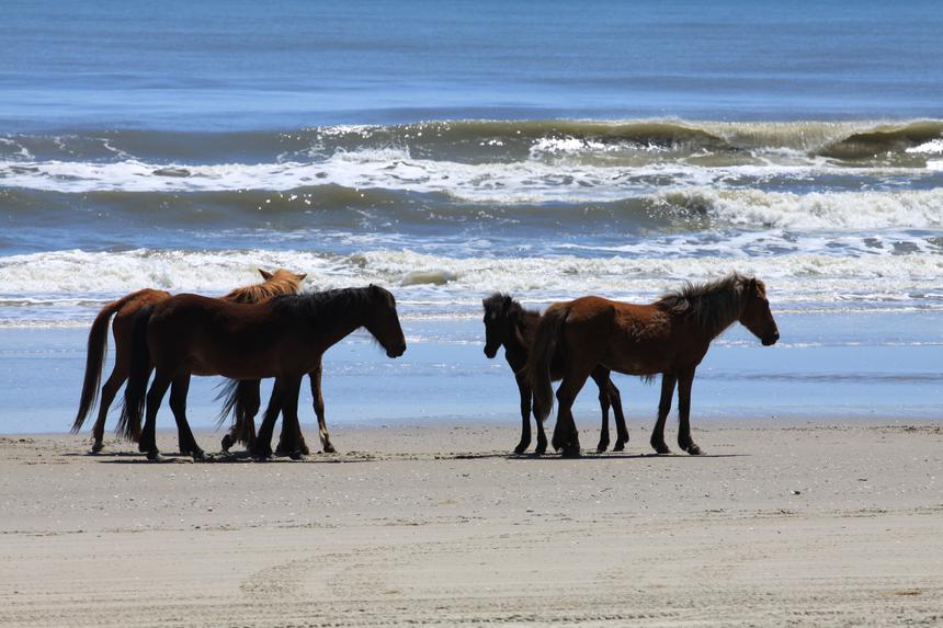   colonial spanish horses 
