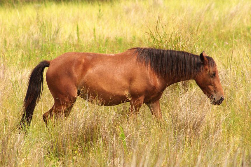   corolla wild horse obx 
