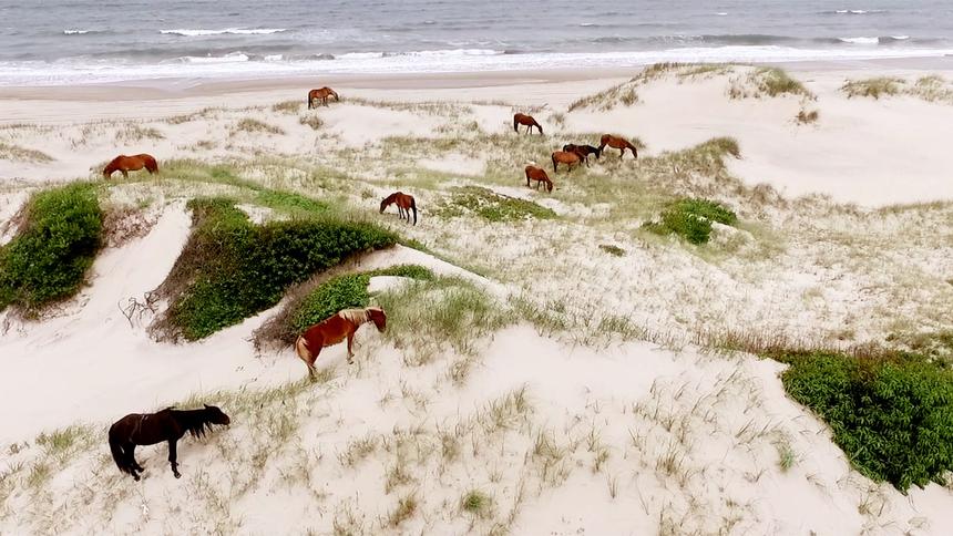   dispersed herd 