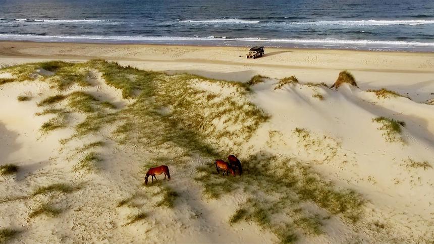   drone view of horses on the beach 