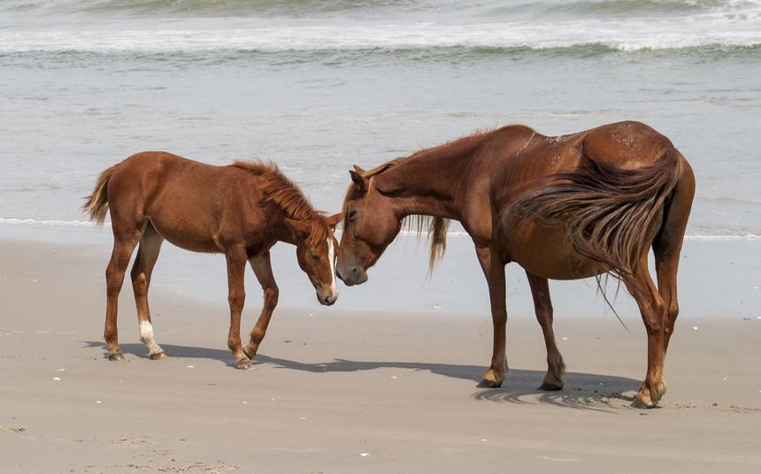   family kiss 