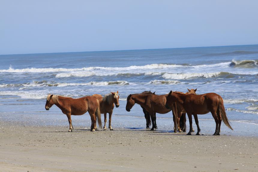   herd of mustangs 