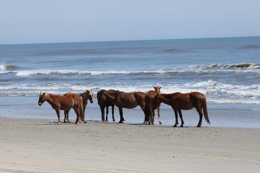   herd on a beach 