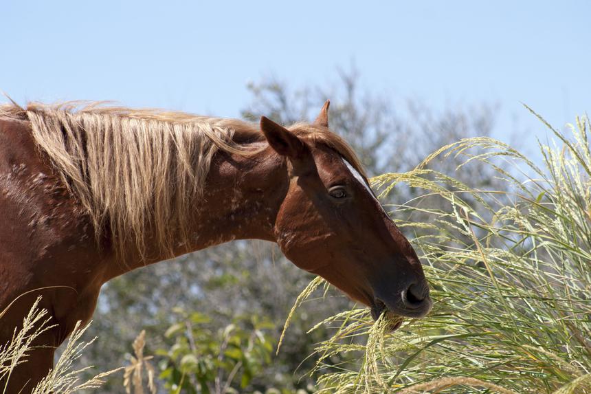   horse eating 