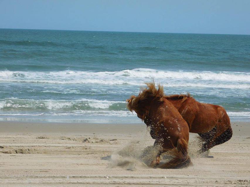   horse fight 