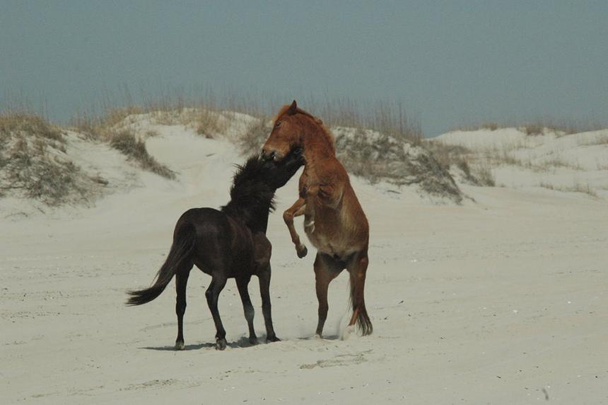   horses fight 