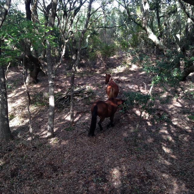   horses natural habitat_small 