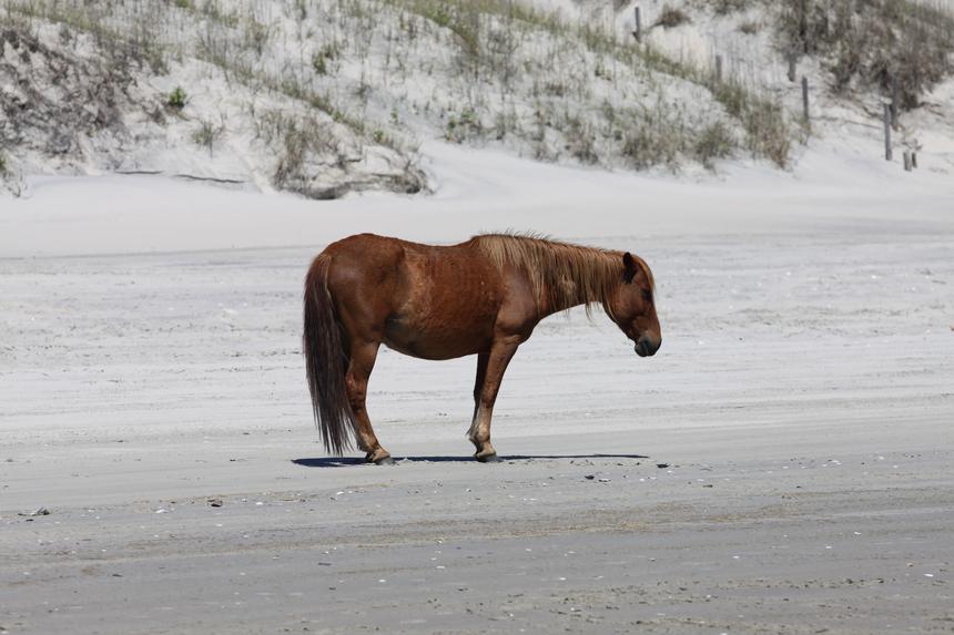   lonely mustang 