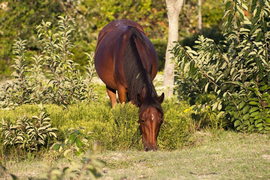   long neck horse 