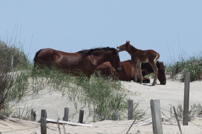   mustang foal 