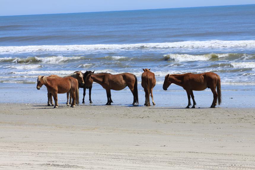   mustang herd 