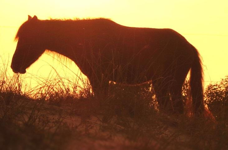   mustang in the dusk 