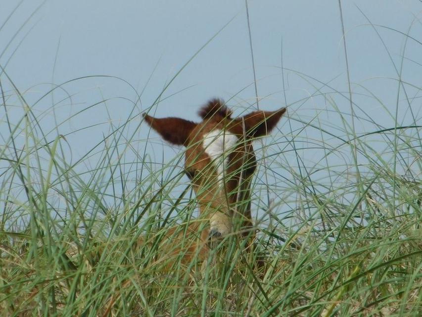   peekaboo horse 