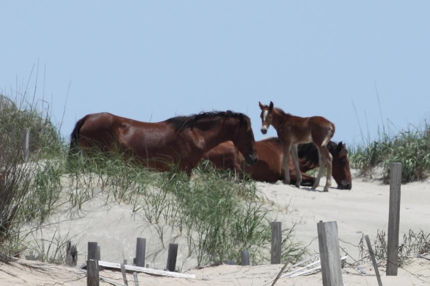   wild horse foal 