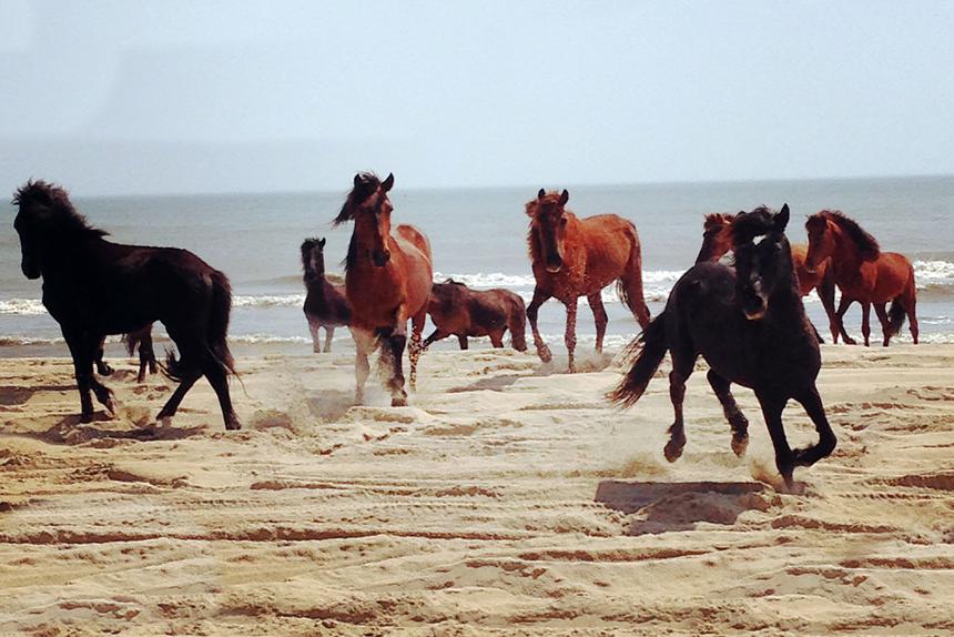   wild horses running on a beach 