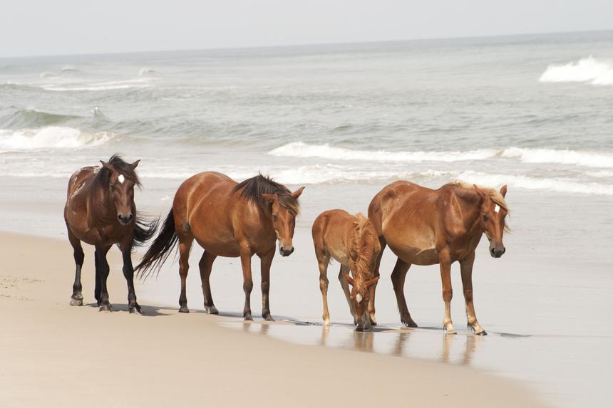   wild mustangs 